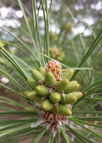 20170423_164444cropped